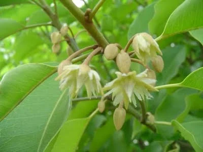 Bacula Flower Tree Images - Bacula Flower Images Download Bacula Flower Garland Images Flower Images Flower Pic - Bacula flower - NeotericIT.com