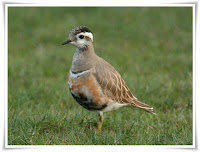 Dotterel Animal Pictures