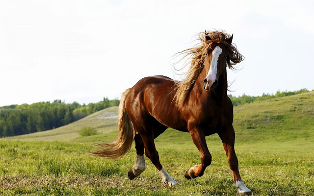 Beautiful Brown Horse Wallpapers