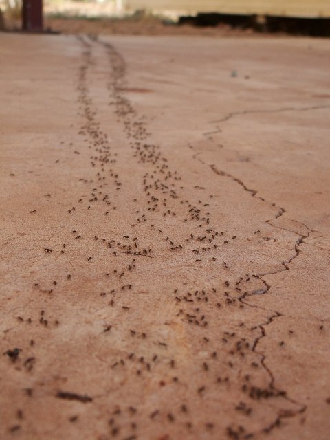 Less Congested Ant Highway