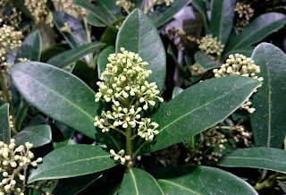 Skimmia japonica