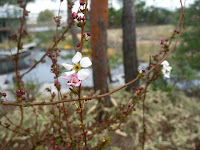 アッツザクラの小さな花