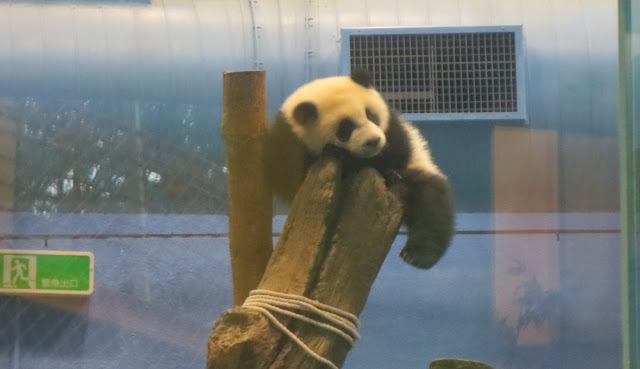 Yuan Zai - Taipei Zoo - Pandas 