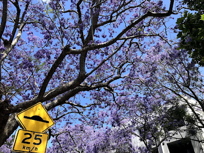 Jacaranda blooms in Woolloomooloo with street sign
