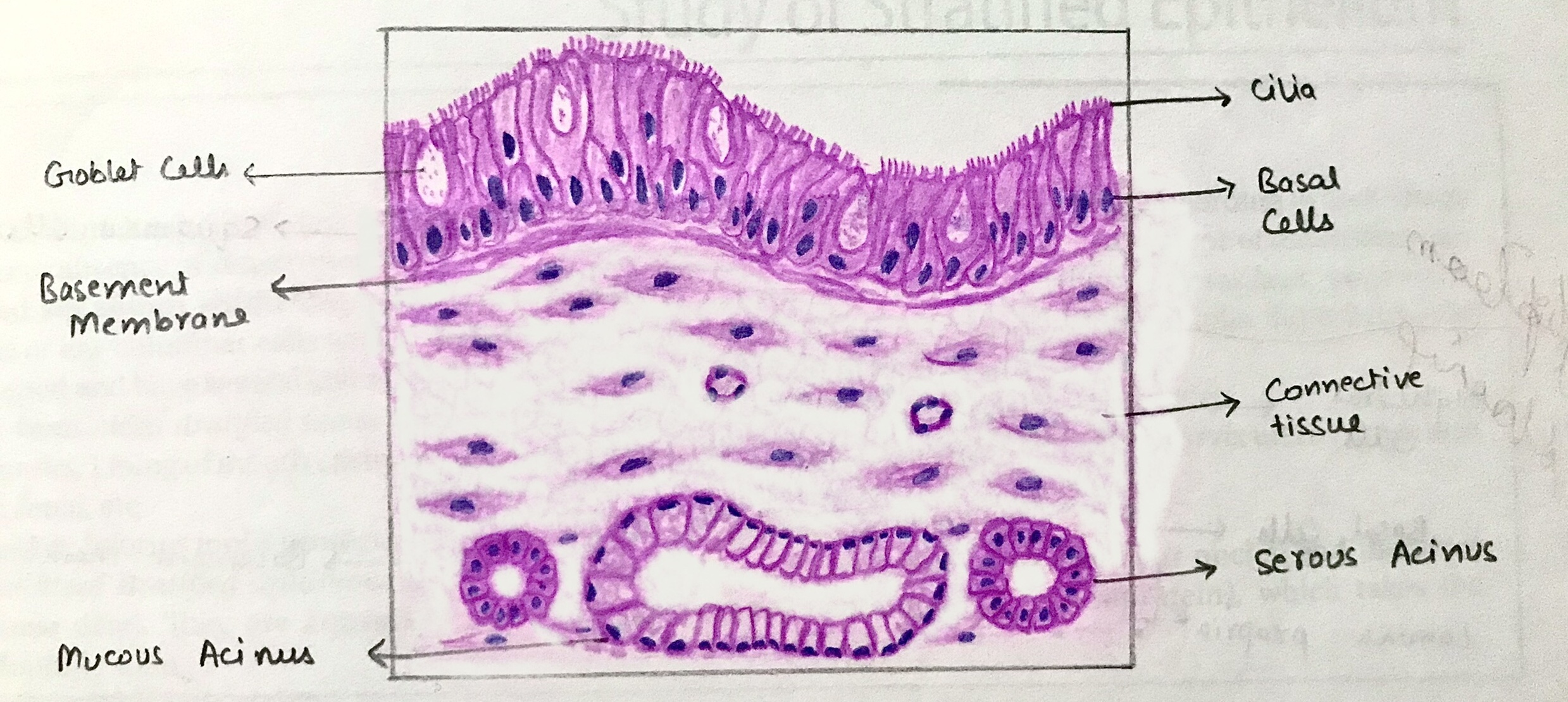 Pseudo-stratified columnar epithelium file diagram