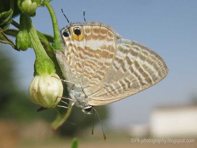 Pea Blue Butterfly