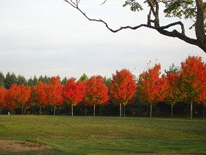 Beautiful Autumn Trees