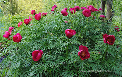 Paeonia anomala × Paeonia tenuifolia