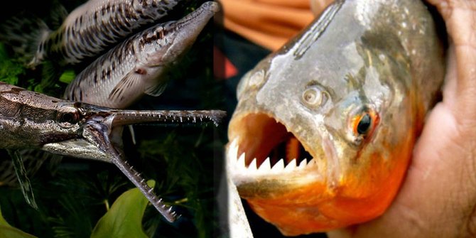 Waduh, Ada Ikan Aligator dan Piranha di Waduk Jatiluhur