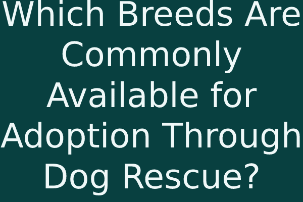 Which Breeds Are Commonly Available for Adoption Through Dog Rescue?