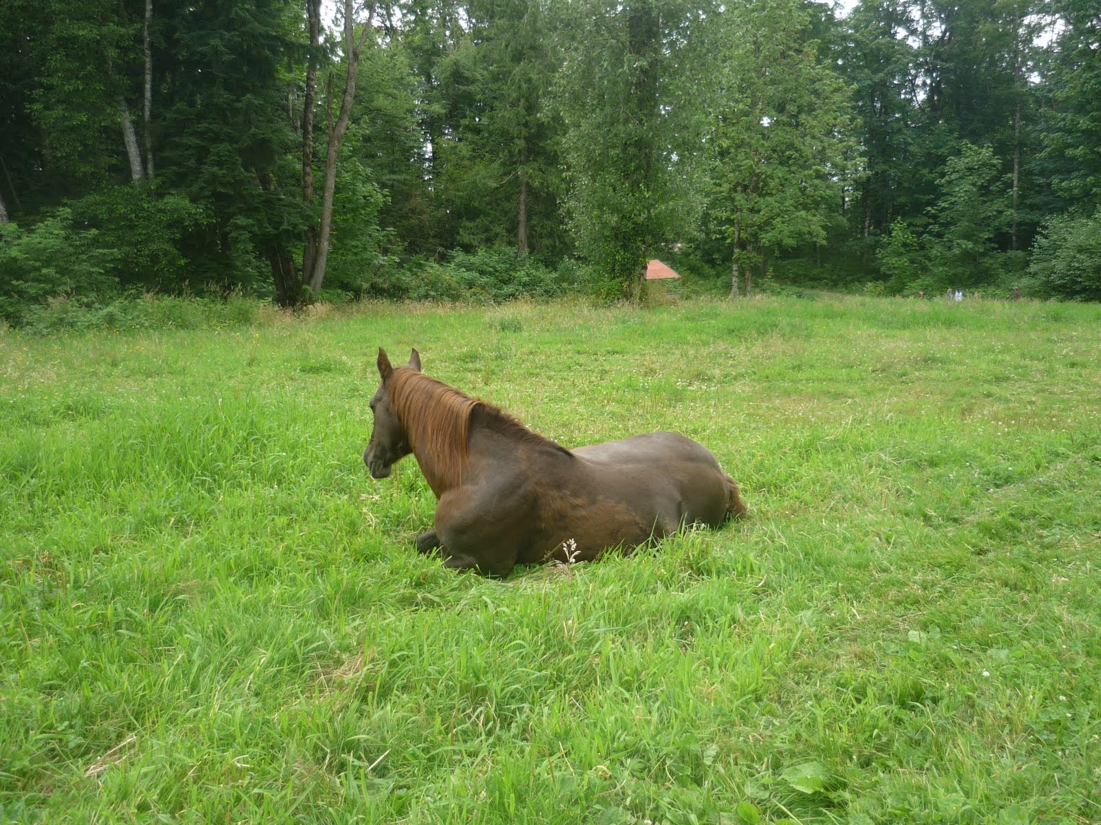 Saying Goodbye to the animals at SALI's Farm