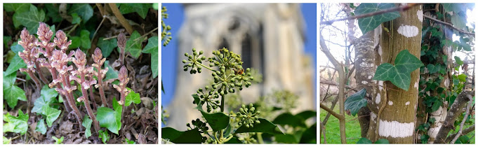 lierre ©Popote et Nature