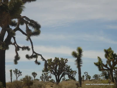 Joshua Tree National Park