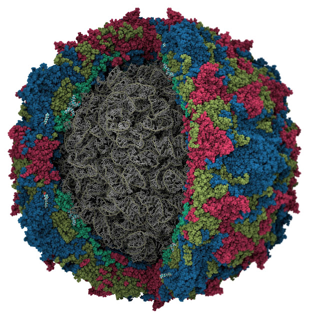 Poliovirus, enterovirus