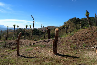 fence posts on farm in Puriscal