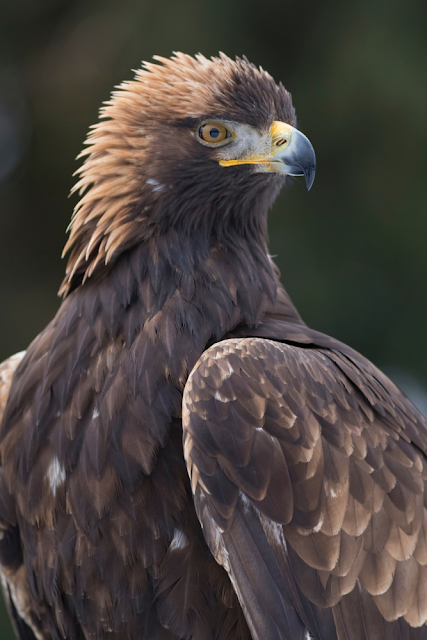 golden eagle male portrait