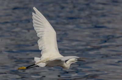 Birds in Flight Photography Woodbridge Island: Canon EOS R at 400mm (100 - 400mm lens without 1.4 Extender)