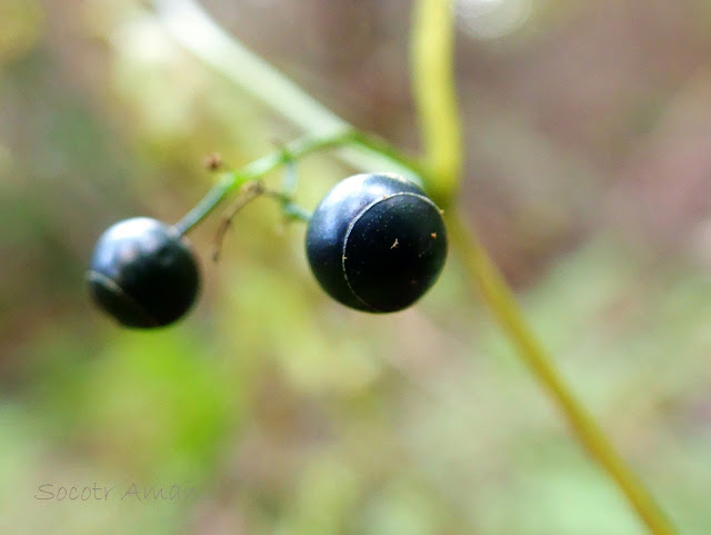 Gynostemma pentaphyllum