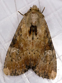 Slender Brindle moth, Apamea scolopacina.  A Noctuid.  From a moth trap on Farthing Downs on the night of 16th July 2011.   Moths and Butterflies on Farthing Downs, with Gill Peachey.  Photographed on Sunday 17th July 2011.