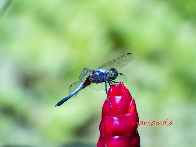 Dragonfly