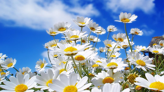 Beautiful White Flowers