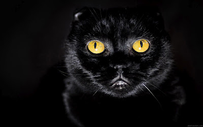 Yellow Eyes Cat Wallpaper for Desktop