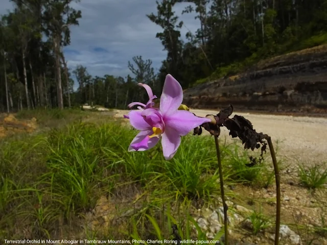 This ground orchid plant grow in tropical rainforest of West Papua particularly in Tambrauw mountains