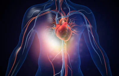 Picture of an organ heart