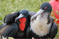 Galapagos Frigate Bird Pair