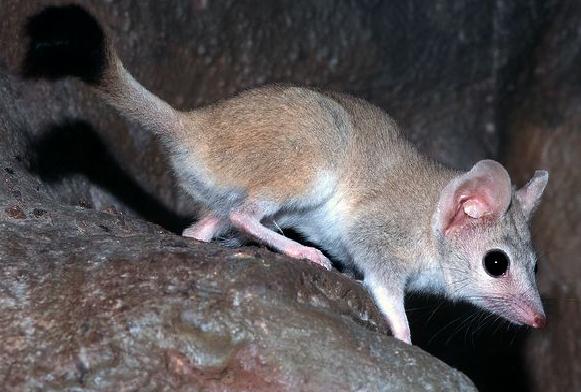 O rato-marsupial-australiano vive cerca de um ano e reproduz-se em apenas um período da vida. Mas ele não deixa por menos e leva ao pé da letra a expressão 'dar tudo de si'. Para aproveita ao máximo, ele se transformando em uma verdadeira máquina de sexo.