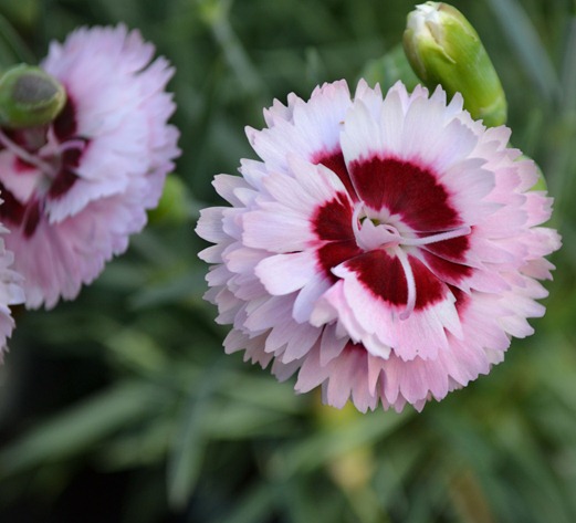 Pinks - double two tone