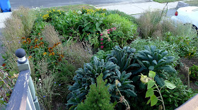 Edible Landscaping: replacing spent annual batchelor's Buttons