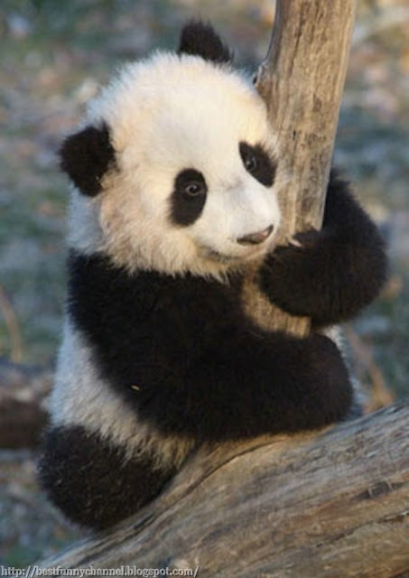 Funny small panda.