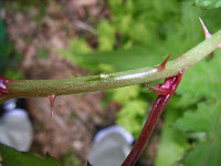 モミジイチゴ新芽の甘い滴