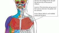 Chest Muscle Anatomy Diagram / Chest Anatomy All About The Chest Muscles : Meet your pectoralis major and pectoralis minor.