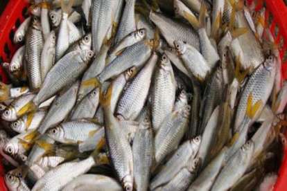 Setelah 3 Tahun tak Muncul, Ikan Porapora Kembali Ditemukan di Danau Toba