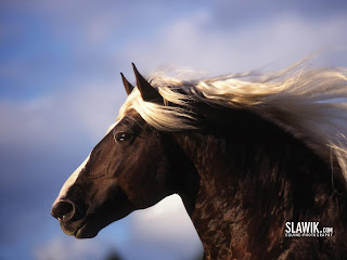 Beautiful Horses Wallpapers