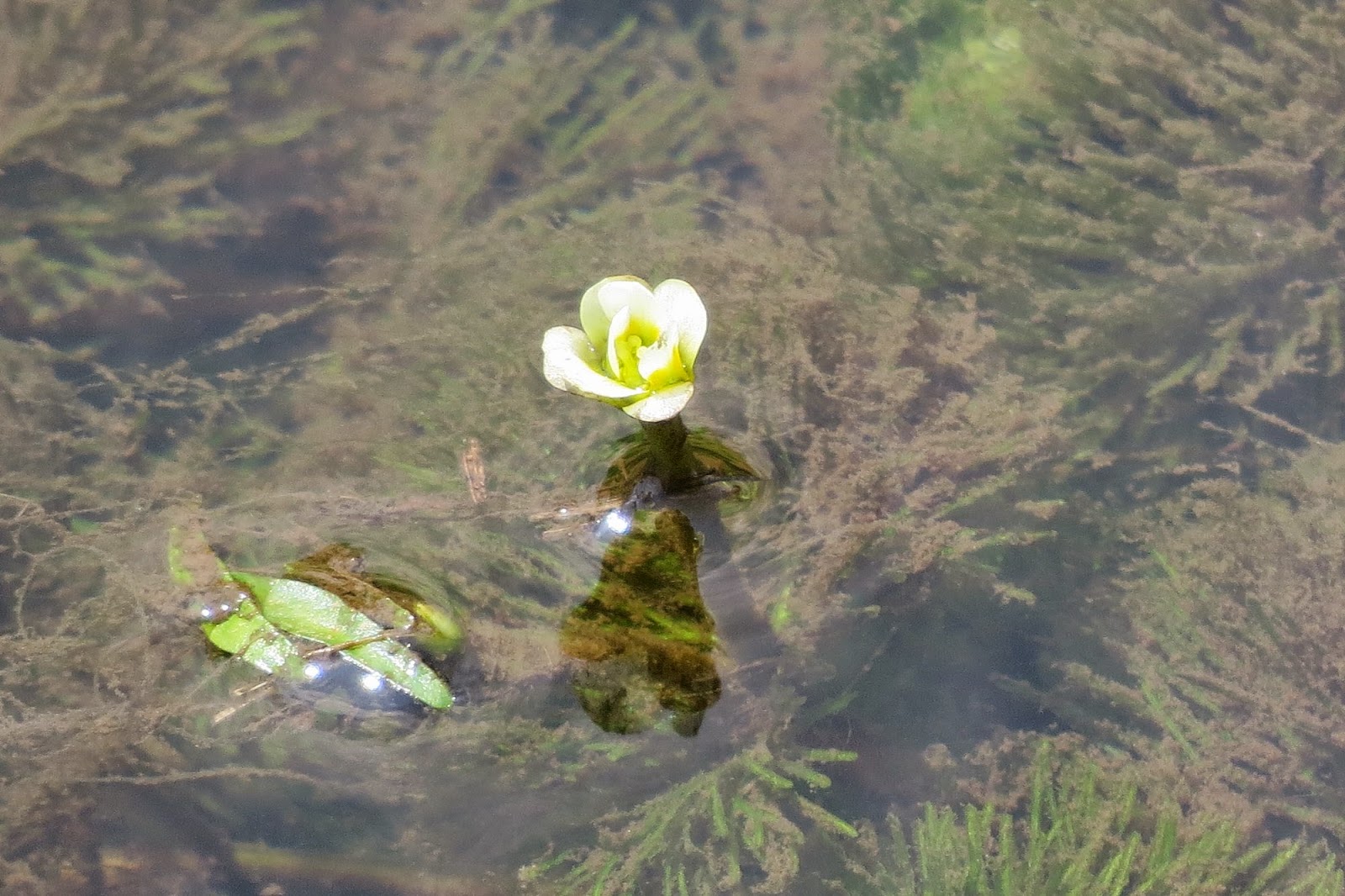 宮代ｎｏｗ きょうの1枚 ハゴロモモの花