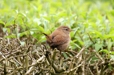 Tomke - Winterkoning - Troglodytes troglodytes