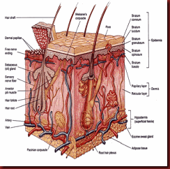 skinstructure diagram