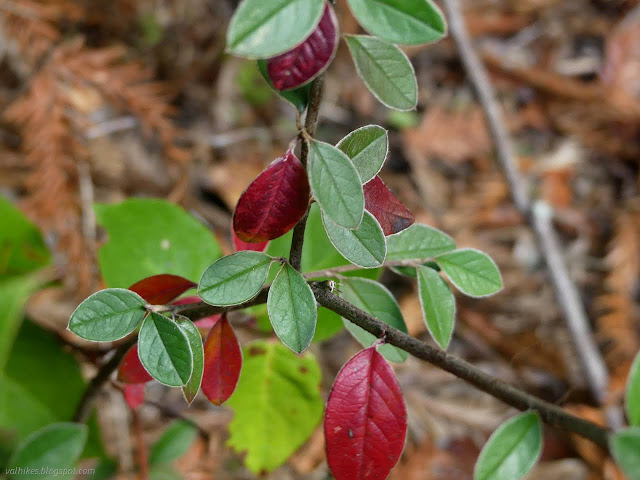 22: many green leaves with a few very red leaves