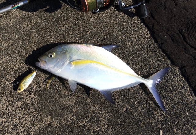 豆アジバイブで釣ったグッドサイズのメッキ