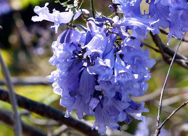 Jacarandá-Mimoso-Jacaranda-mimosifolia-Como-Plantar-e-Cuidar