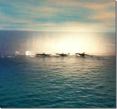 shedd aquarium nine
