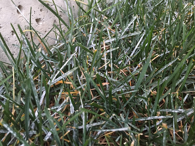 white tips on grass fungus