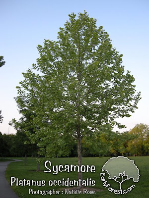 Sycamore Tree. More Sycamore Photos. Posted by Craig at 4:09 AM