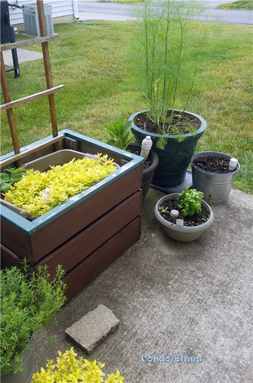 how to organize a container garden