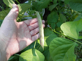 Diary of a suburban edible garden, June 2017.  By UK permaculture garden blogger secondhandsusie.blogspot.com #suburbangarden #ediblegarden #ukpermaculturegarden 