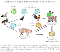 Virus Flu Babi H1N1 (Swine Flu)