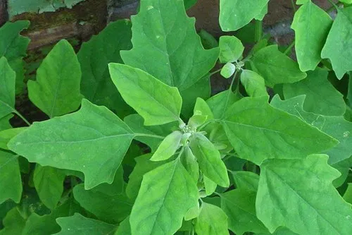 Bathua - Wild Spinach